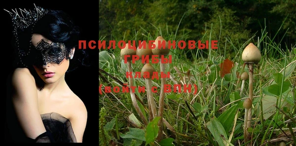 прущие грибы Медногорск